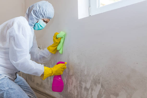 Mold Remediation for Vacation Homes in Yorkville, NY